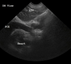 Global FAST– Using Ultrasound in Dog and Cats as an Extension of Your ...