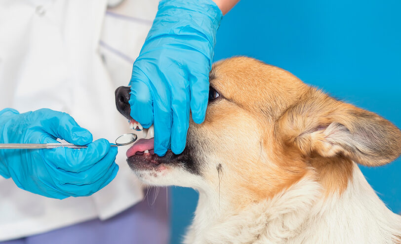 Recorded Webinar: Common Oral Pathology in Dogs & Cats - Heska Canada